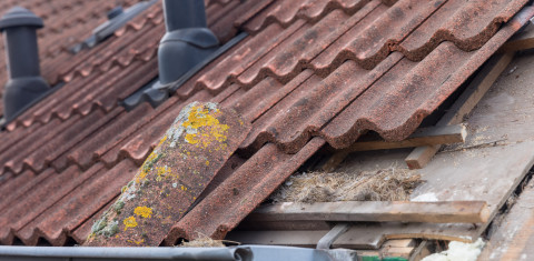 Nest onder dakpannen