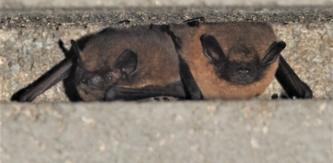 Twee dwergvleermuizen in een vleermuiskast